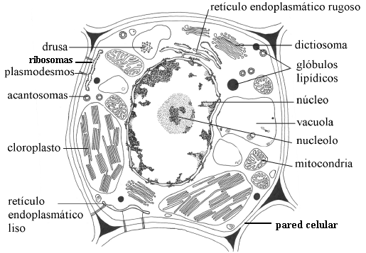Fotografías de microscopía eléctronica y esquemas de la célula ...