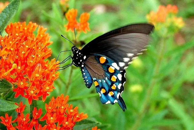 FOTOGRAFIAS DE LA NATURALEZA-1950: LA BELLEZA ALADA DE LA MARIPOSA ...