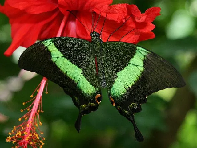 FOTOGRAFIAS DE LA NATURALEZA-1950: LA BELLEZA ALADA DE LA MARIPOSA ...