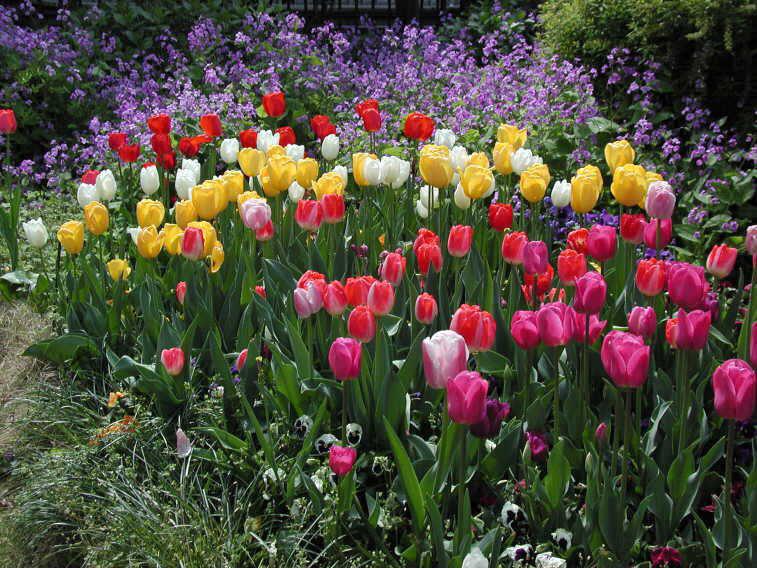 Paisaje de flores hermosas - Imagui