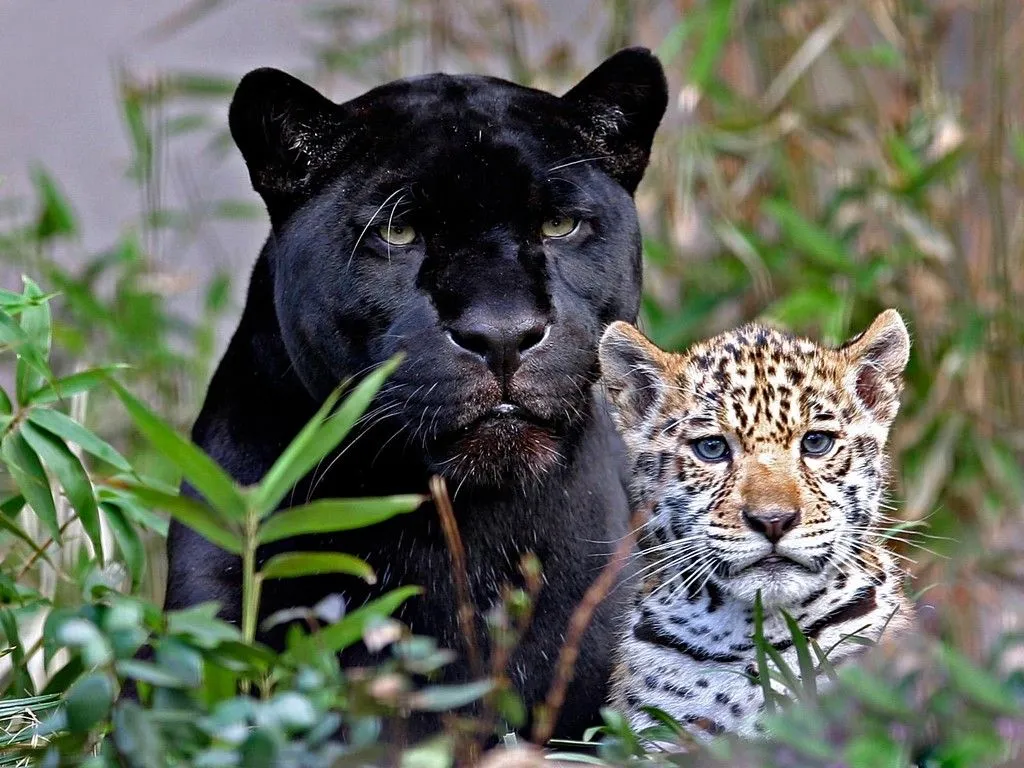 Fotografías de panteras negras - Black panthers photos | Gallery ...