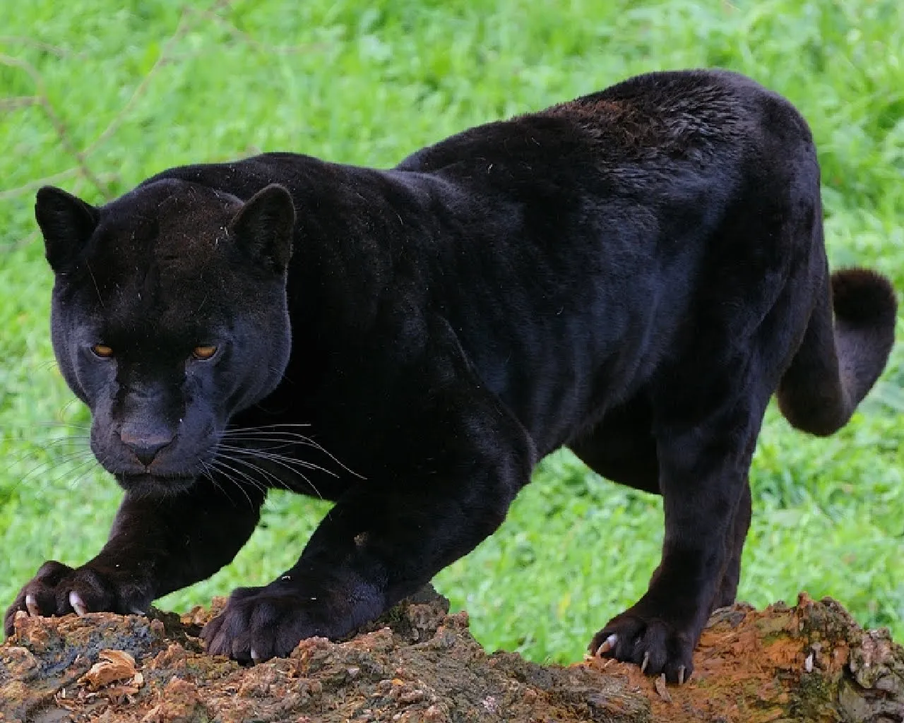 Fotografías de panteras negras - Black panthers photos | Gallery ...