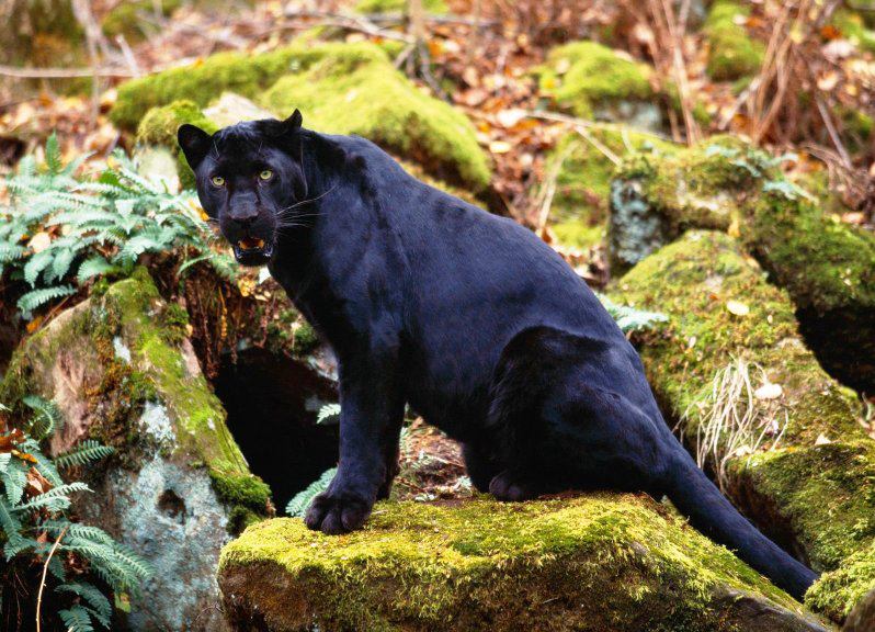 Imagenes de panteras negras bebés - Imagui