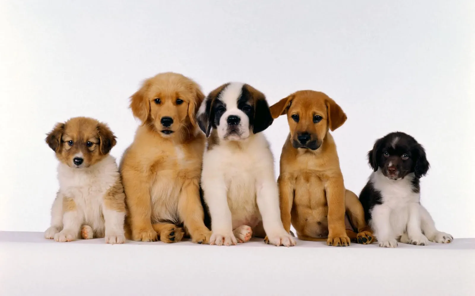 Fotografías de perros I (10 caninos muy tiernos en HR) 