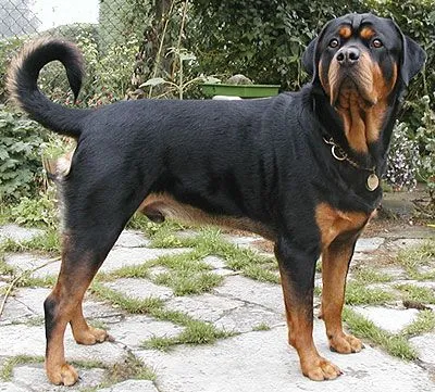 rottweiler dog - working dog breeds from the online dog ...