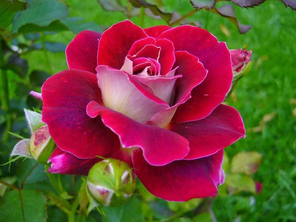 Fotografías de rosas hermosas - Imagui