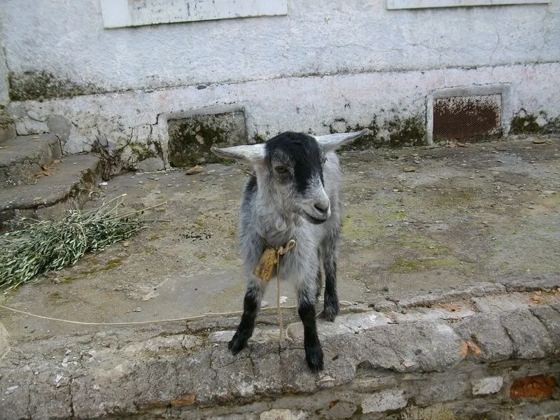 FOTOGRAFÍAS del SOL (ís): Viaje a Sierra Morena II Plantas y animales