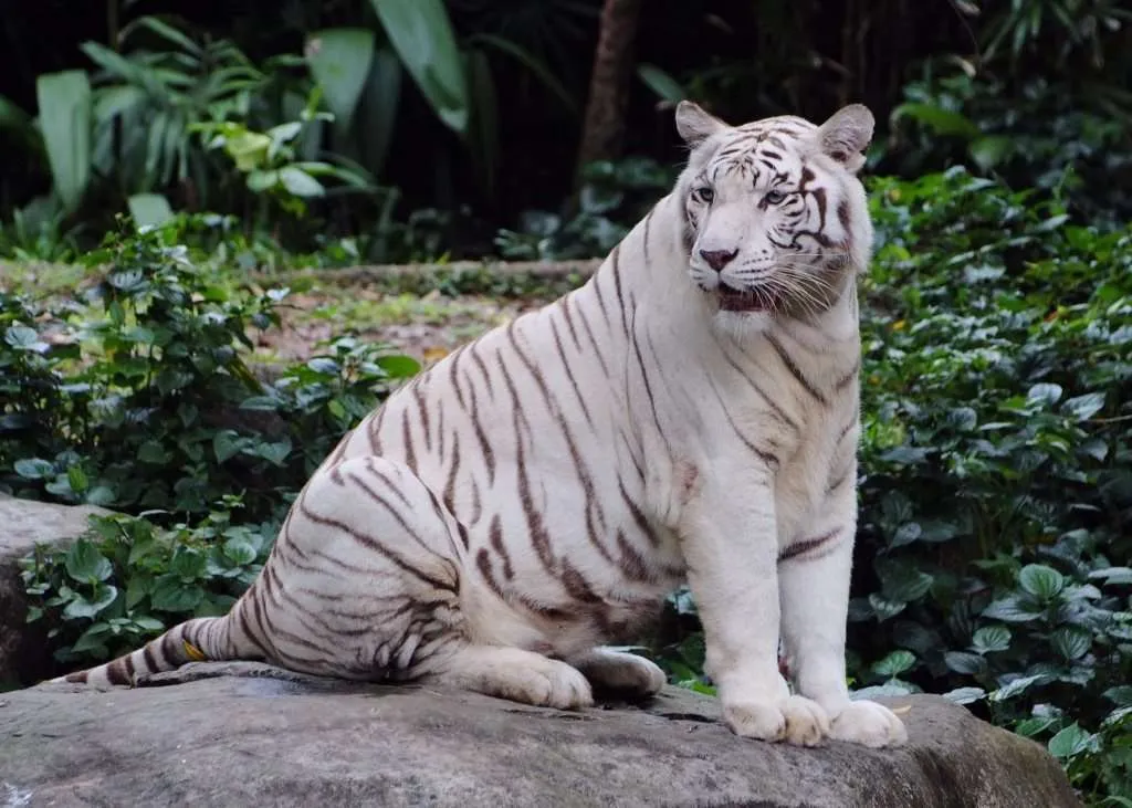 Fotografías de Tigres de Bengala Blancos – Calidad Alta | Imagenes