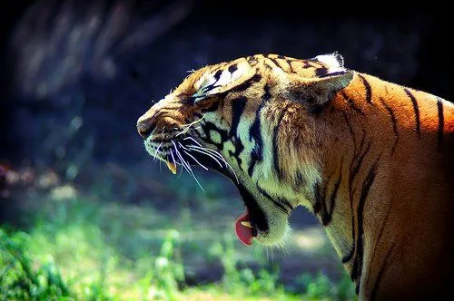 fotografias tigres de bengala - Fotografias y fotos para imprimir