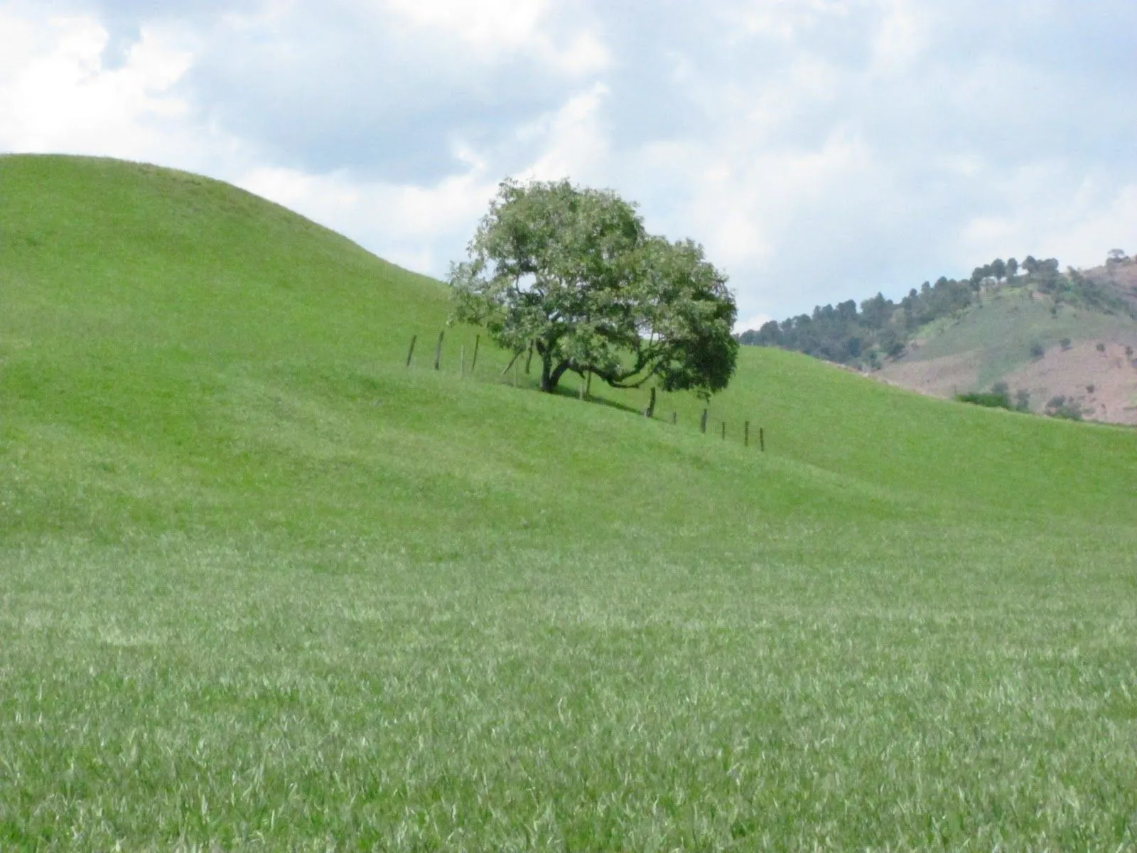 fotografiasquehablan: VERDES PASTOS