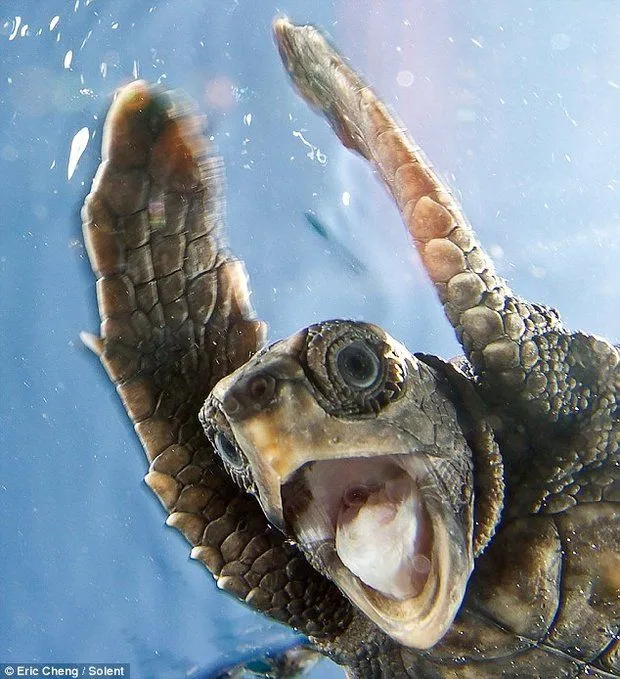 Fotógrafo retrata tortuga bebé liberada al mar Bajo el mar vives ...