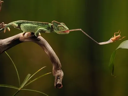 Fotógrafo revela instantes surpreendentes dos animais - Tecnologia ...