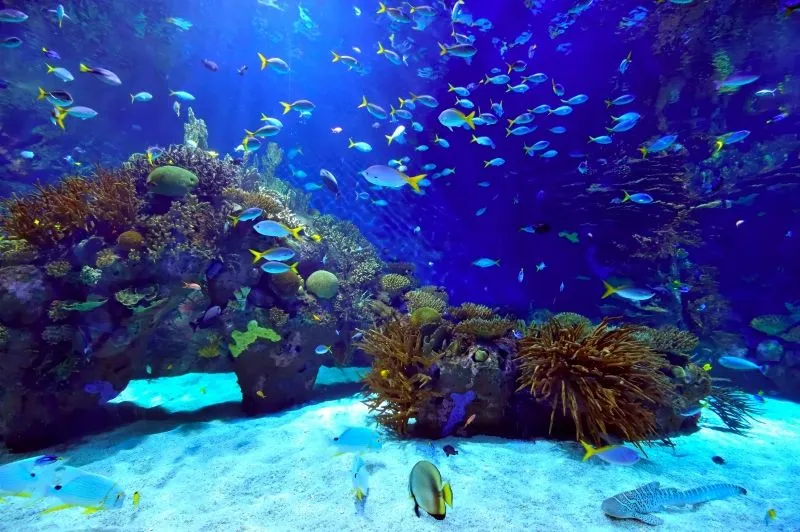 Fotomural Baño: Peces en el oceano