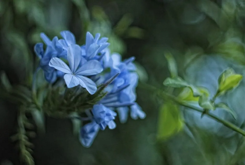 FotoRevista / Claudio Jordá / Flores Celestes