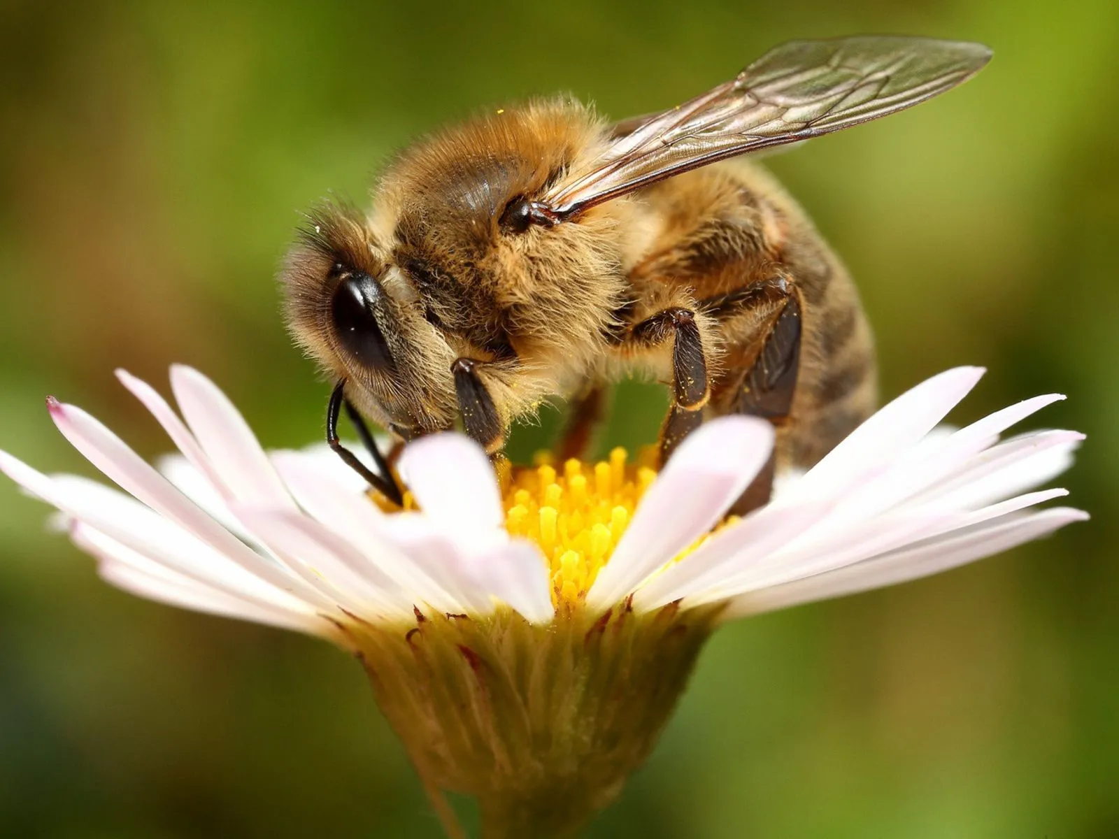 fotos de abeja y flor para facebook ~ Mejores Fotos del Mundo ...