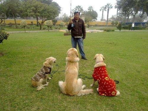 Fotos de ADIESTRADOR CANINO EXPERTO DA CLASES A PERROS DE TODAS ...