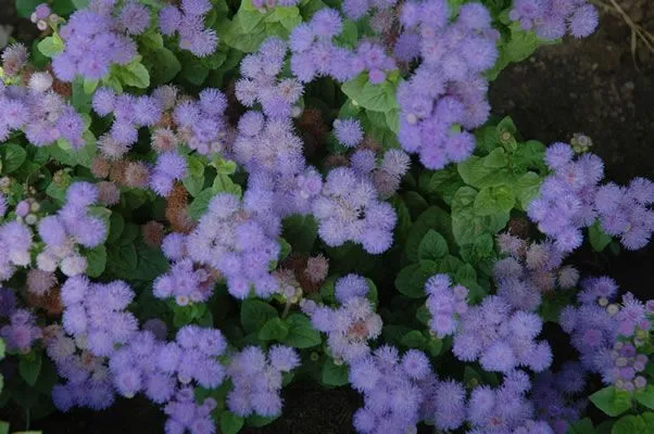 Flores moradas fotos - Imagui