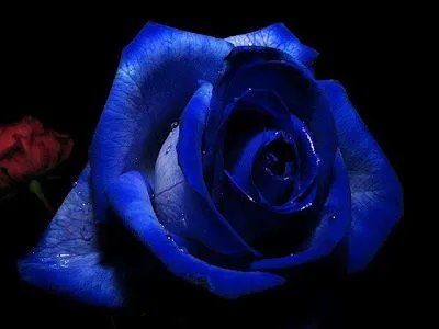 las fotos mas alucinantes: rosas azules