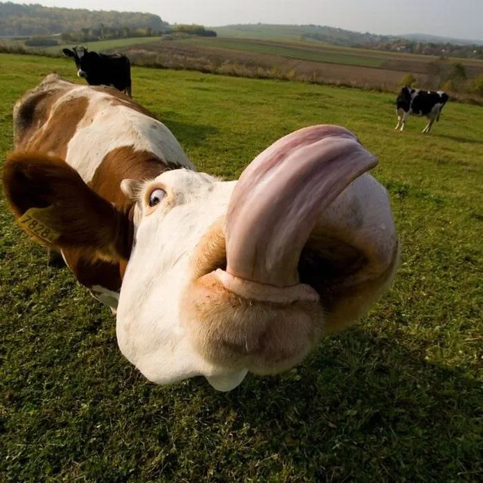 las fotos mas alucinantes: vaca sacando la lengua