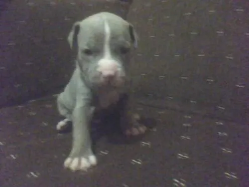 Fotos de American stafford cachorros!! en Cartago, Costa Rica