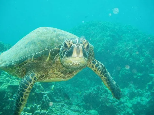 Fotos de animais: os mais belos e incríveis animais marinhos ...