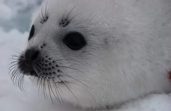 Fotos de animais: os mais belos e incríveis animais marinhos ...