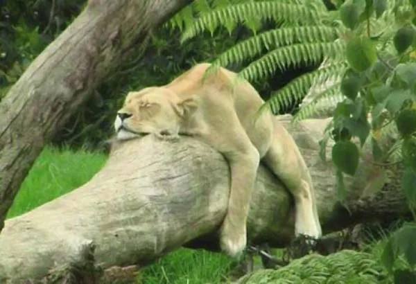 Fotos de Animales Durmiendo