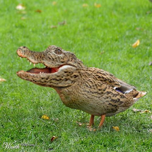 Fotos de animales híbridos [Fotomontajes]