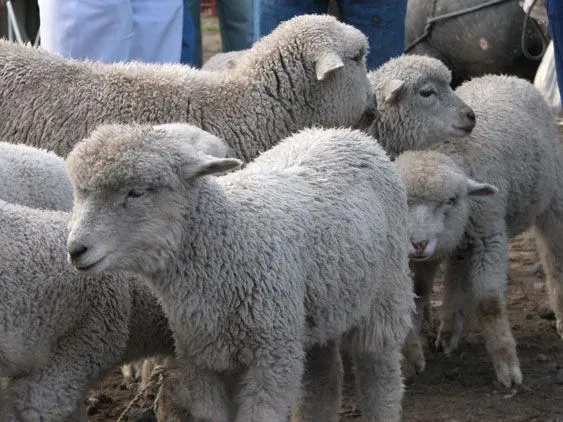 Fotos de animales de la sierra - Imagui