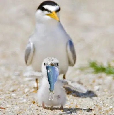  fotos de animales que tienen su toque de divertido, chistoso y muy ...