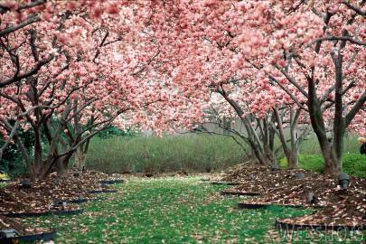 Never Stop Dreaming: Arbol del Cerezo