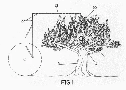 ARBOLES FRUTALES PARA COLOREAR - Imagui