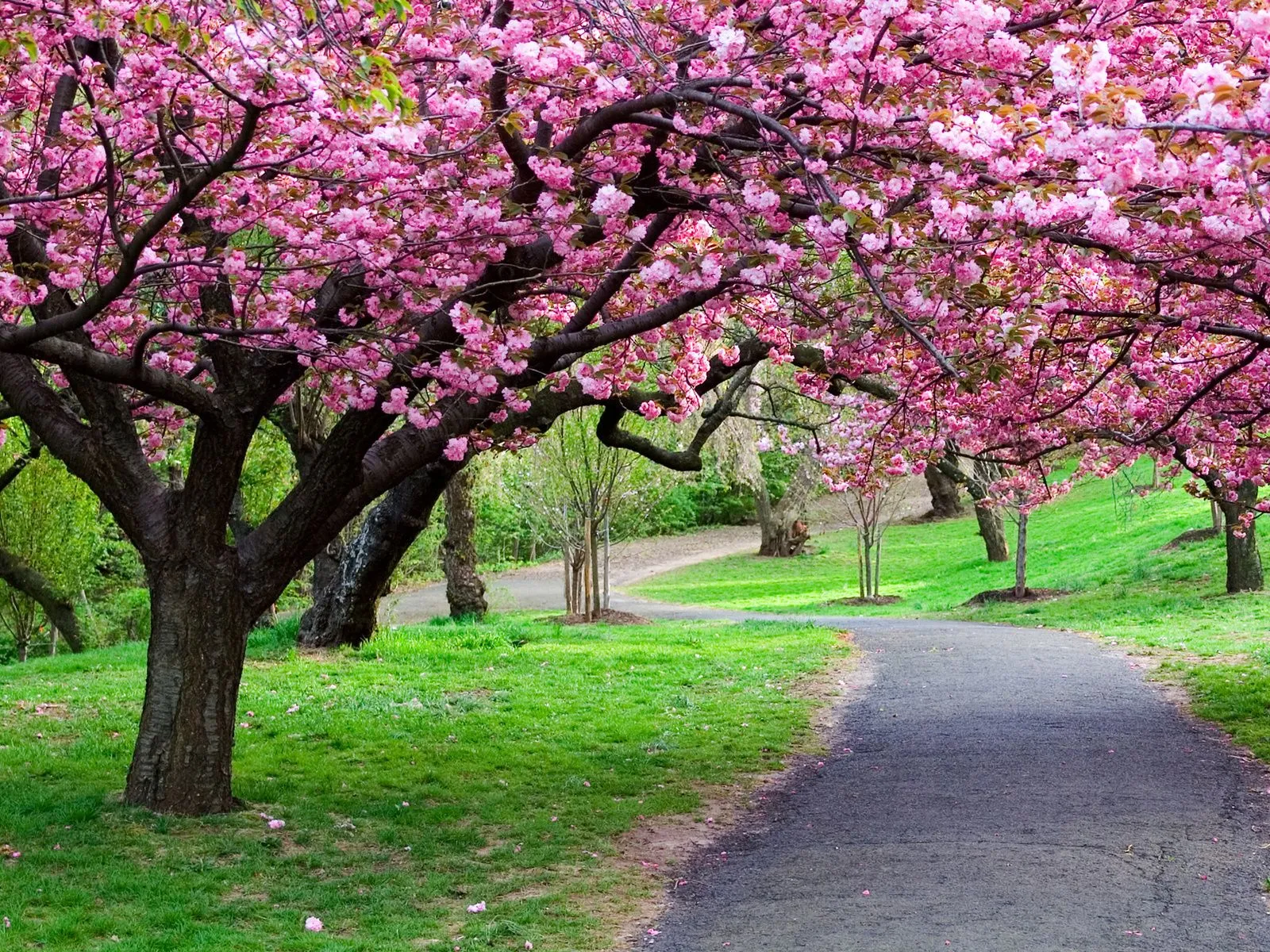 fotos de arboles con hojas rosadas para facebook Mejores fotos del ...