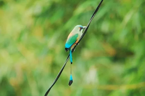 Fotos del Ave Nacional de El Salvador – Fotos del Torogoz | Guía ...