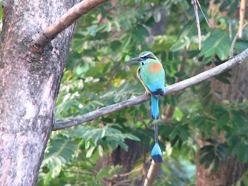 Fotos del Ave Nacional de El Salvador – Fotos del Torogoz | Guía ...