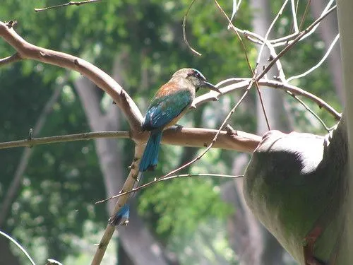 Fotos del Ave Nacional de El Salvador – Fotos del Torogoz | Guía ...