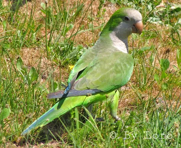 Fotos de aves by Loro: Cotorra Argentina (Myiopsitta monachus)