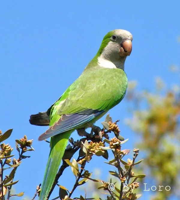 Fotos de aves by Loro: Cotorra Argentina (Myiopsitta monachus)