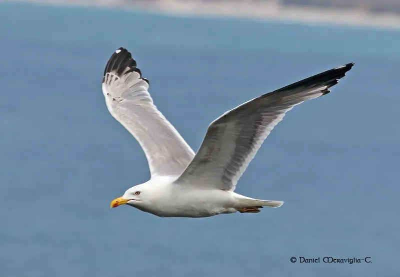 Fotos de aves by Loro: Gaviota patiamarilla en vuelo, plumaje de ...