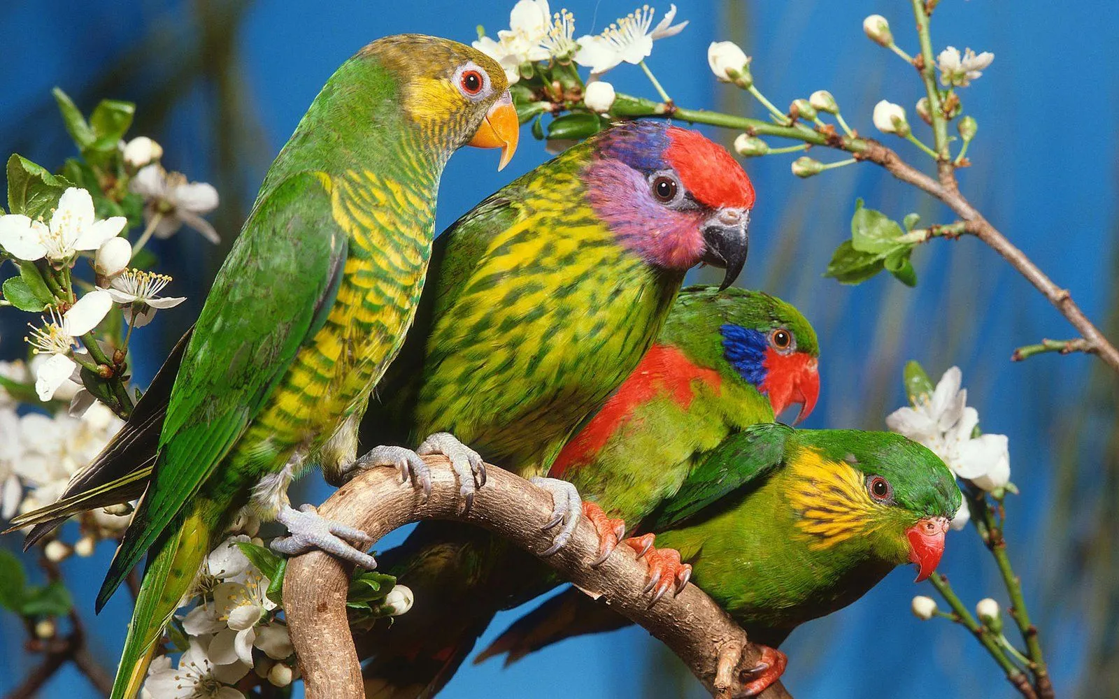 fotos hermosas de aves exoticas