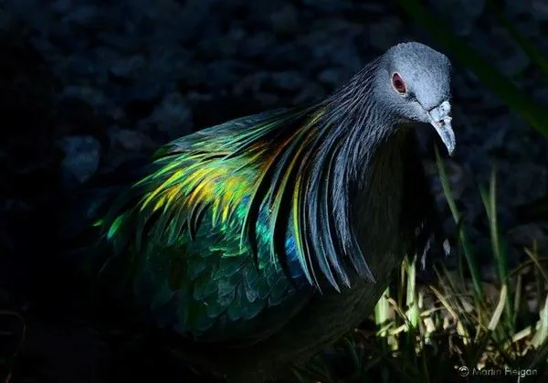 Fotos de aves silvestres publicadas esta semana por la National ...