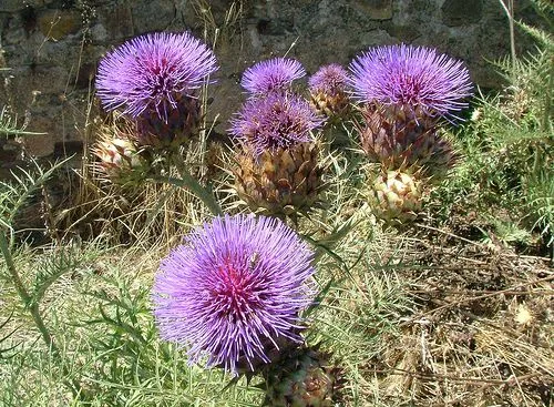 Fotos de BACOCO - Flores silvestres