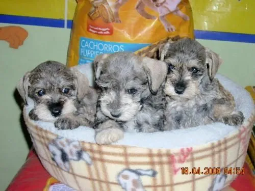 Bebes schnauzer sal y pimienta - Pichincha