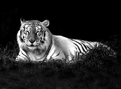 FOTOS EN BLANCO Y NEGRO: El gran tigre blanco