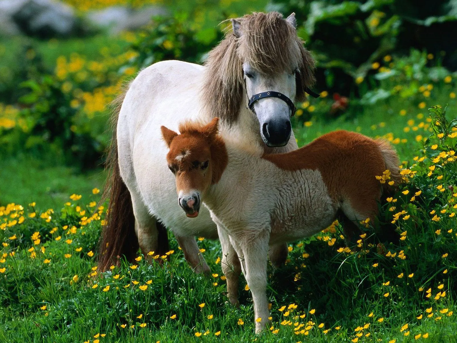 Fotos bonitas de un caballo con un potro en medio de un paisaje ...