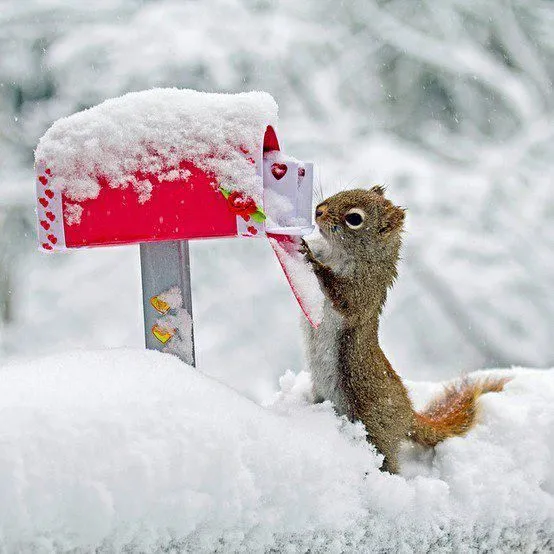 Fotos bonitas y fotos tiernas: Ardilla recibiendo cartas de amor