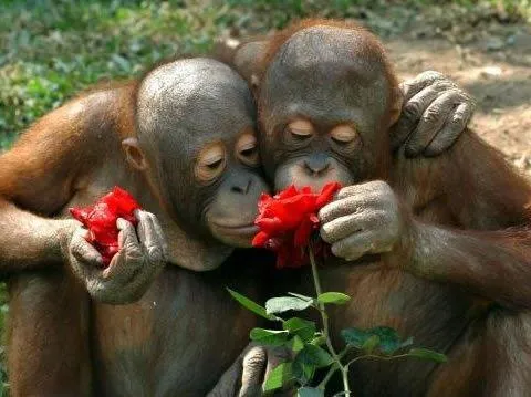 Fotos bonitas y fotos tiernas: Changuitos con rosas