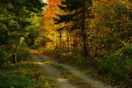 Fotos de bosques en Otoño | SobreFotos