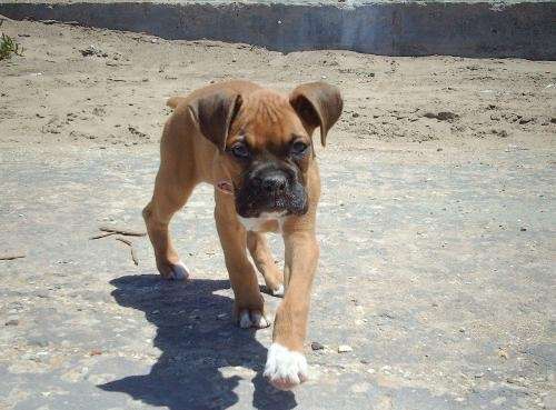 Fotos de Boxer Indico Americano - Criadero LAS MARIAS - Buenos ...