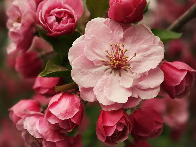 Fotos de brote de flores para facebook | Imágenes y Fotos de Amor ...